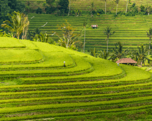 Taman Ayun, Jatiluwih & Tanah Lot Tour