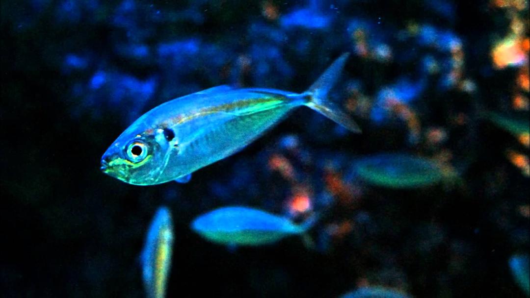 Sea Aquarium