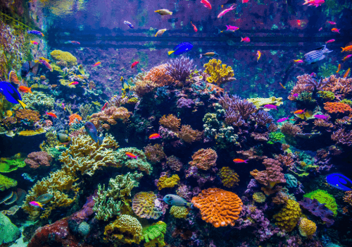 S.E.A. Aquarium