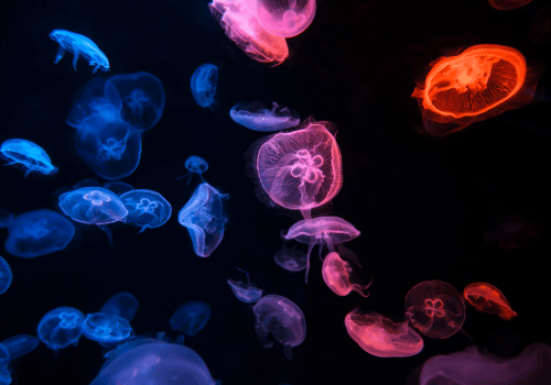 S.E.A. Aquarium