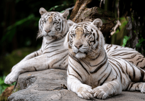 Singapore Zoo