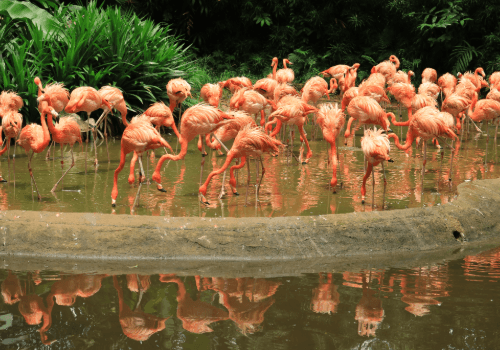 Singapore Zoo