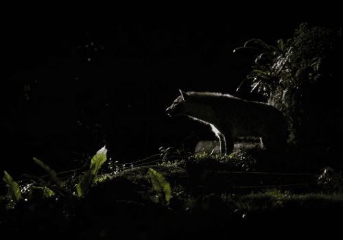 Night Safari