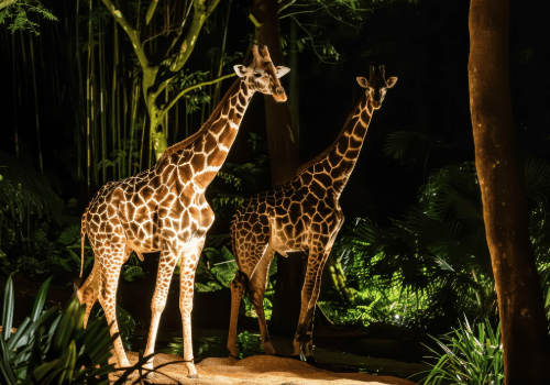 Night Safari
