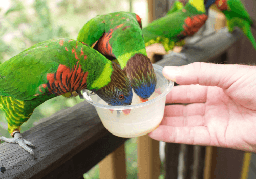 Bird Paradise