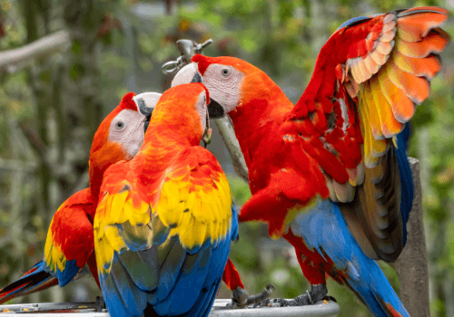 Bird Paradise
