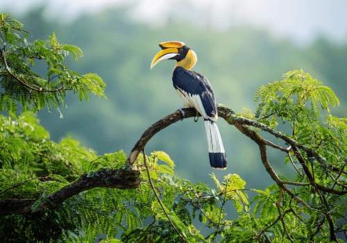 Rainforest Wild ASIA