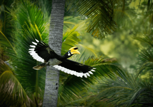 Rainforest Wild ASIA